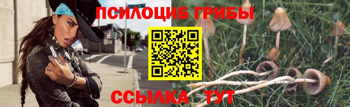 Псилоцибиновые грибы Psilocybine cubensis Северобайкальск